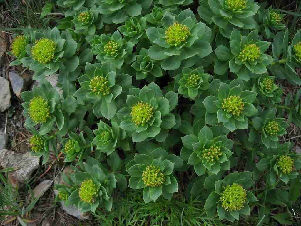 Rhodiola_rosea