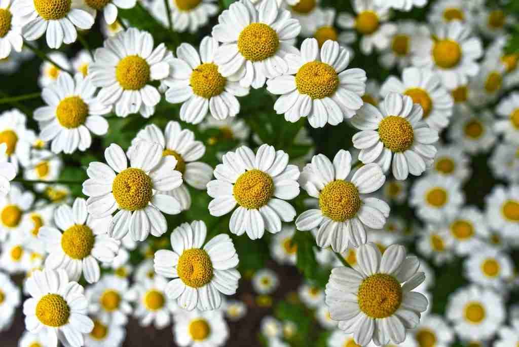 chamomile