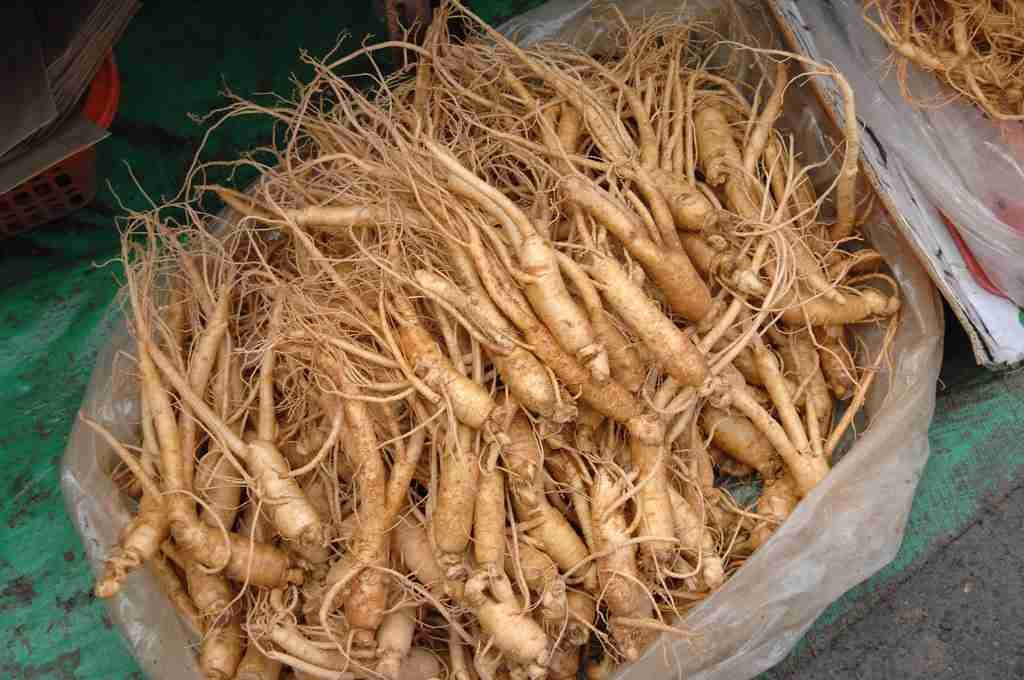 ginseng