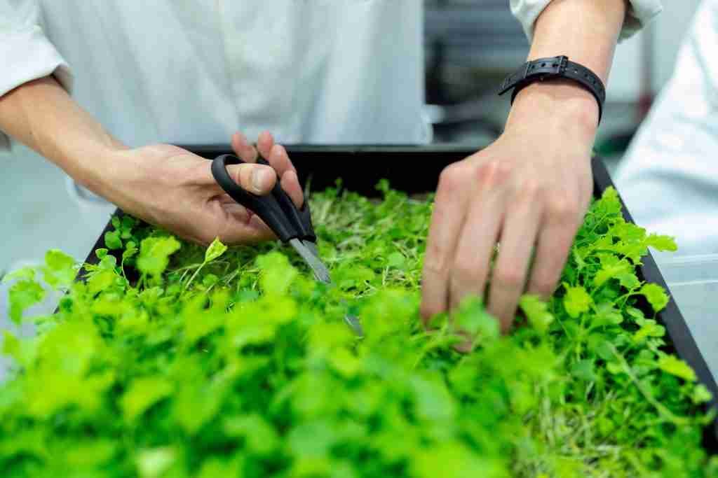 10 Best Herbs To Boost Your Productivity Naturally