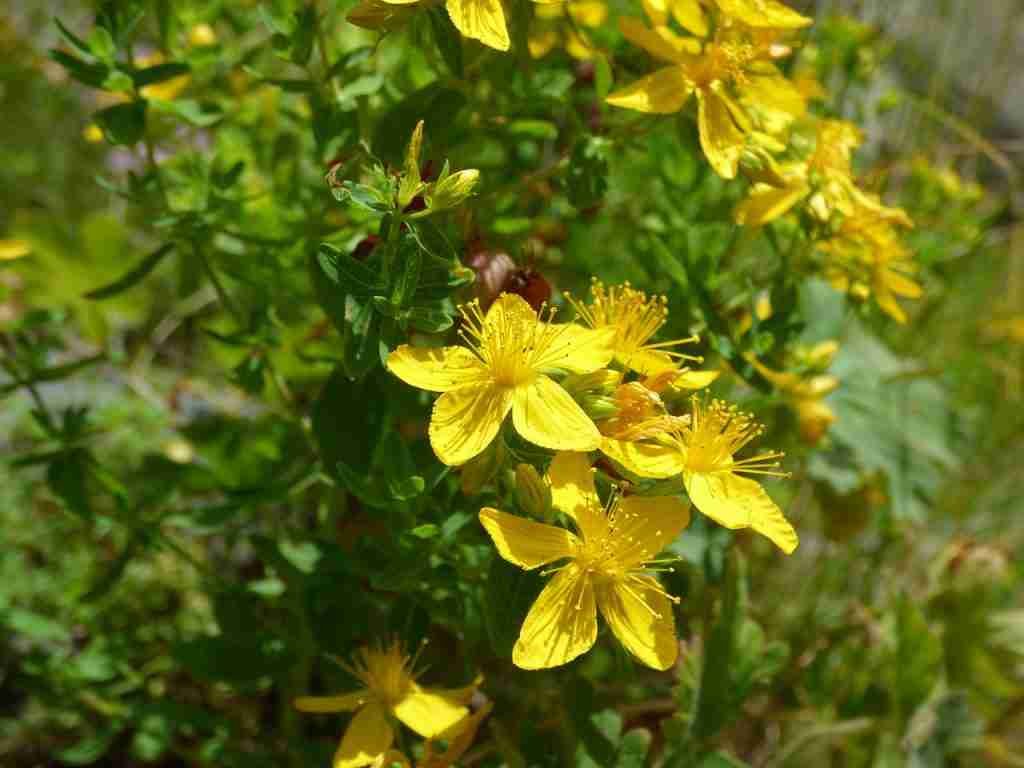 st-johns-wort